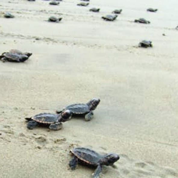 Liberación de tortugas en Mahahual